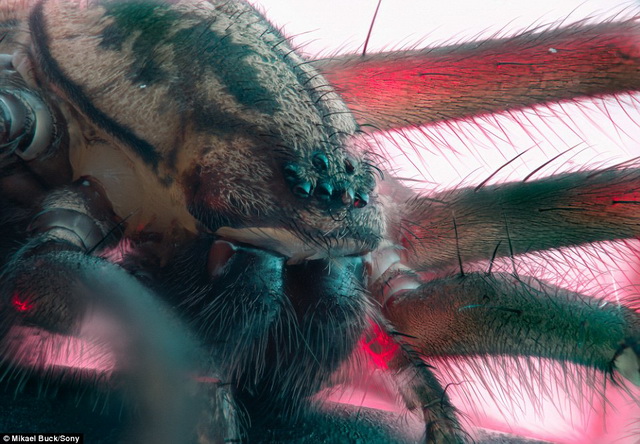 những con nhện nhà thuộc loài Tegenaria là những thợ dệt mạng chạy nhanh có hầu hết ở các nơi trên Bắc Bán cầu từ Nhật Bản và Indonesia. Loài lớn nhất này là nhện Hồng y, thân có thể dài đến 2cm. Trong ảnh là cận cảnh một con nhện nhà, những những cái lông nhạy cảm trên chân nó. 