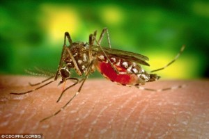 Các nhà khoa học Anh cho biết họ đang tiến đến một bước ngoặt trong việc chống lại bệnh sốt rét bằng cách tạo ra một loại muỗi biến đổi gien hay nói cách khác là muỗi vô sinh.
