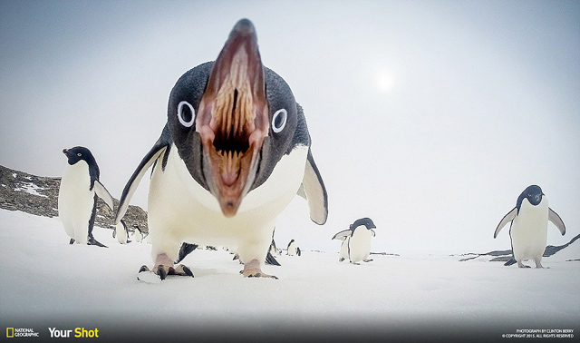 Clinton Berry, một thành viên của cộng đồng Your Shot của National Geographic, chụp bức ảnh này trên băng giá Nam Cực, cách trạm Casey Station gần 10km, sau khi nghiên cứu những khoảnh khắc của các con chim cánh cụt nhiều tuần liền để tìm ra chúng đi dạo ở đâu.