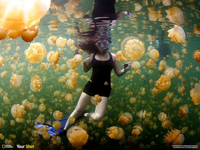 Hồ sứa ở Eil Malk, một trong những đảo đá của Palau ở Tây Thái Bình dương nơi sống những con sứa màu vàng vô hại đối với con người. 
