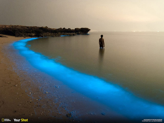 Trong khi đi dọc bờ biển Larak, Iran, thành viên Your Shot của National Geographic Pooyan Shadpoor đã chụp cảnh tượng phát sáng này của một loài phù du.