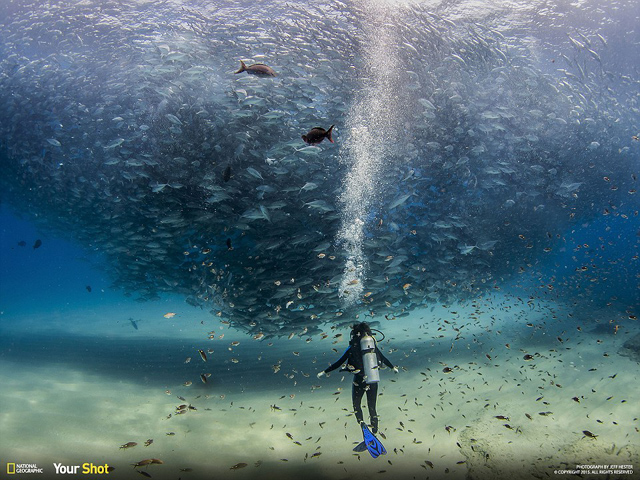 Bức ảnh do thành viên Your Shot của National Geographic chụp khoảnh khắc tuyệt vời dưới biển tại Cabo Pulmo, một công viên hải dương thuộc bán đảo Baja California của Mexico. Trong ảnh là hình vợ của nhiếp ảnh gia đang bơi giữa một bãi cạn đầy cá.