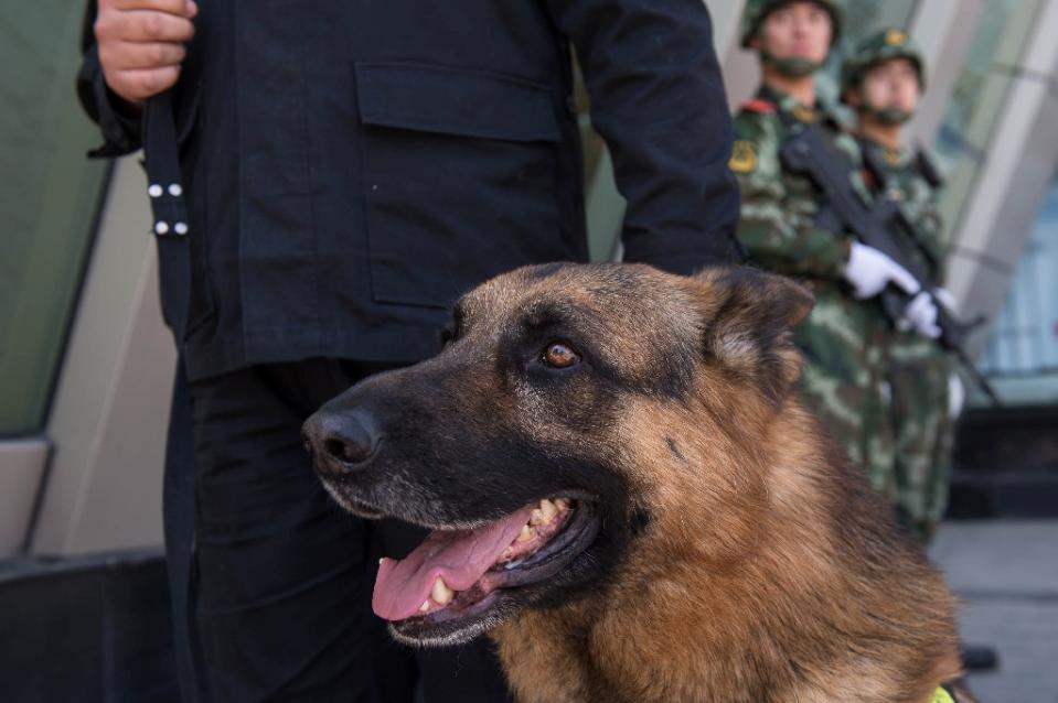 Sooam cũng phục vụ một thị trường ngách tái tạo lại những con chó cưng bị chết, giá khoảng 100.000USD/lần. Ảnh: AFP