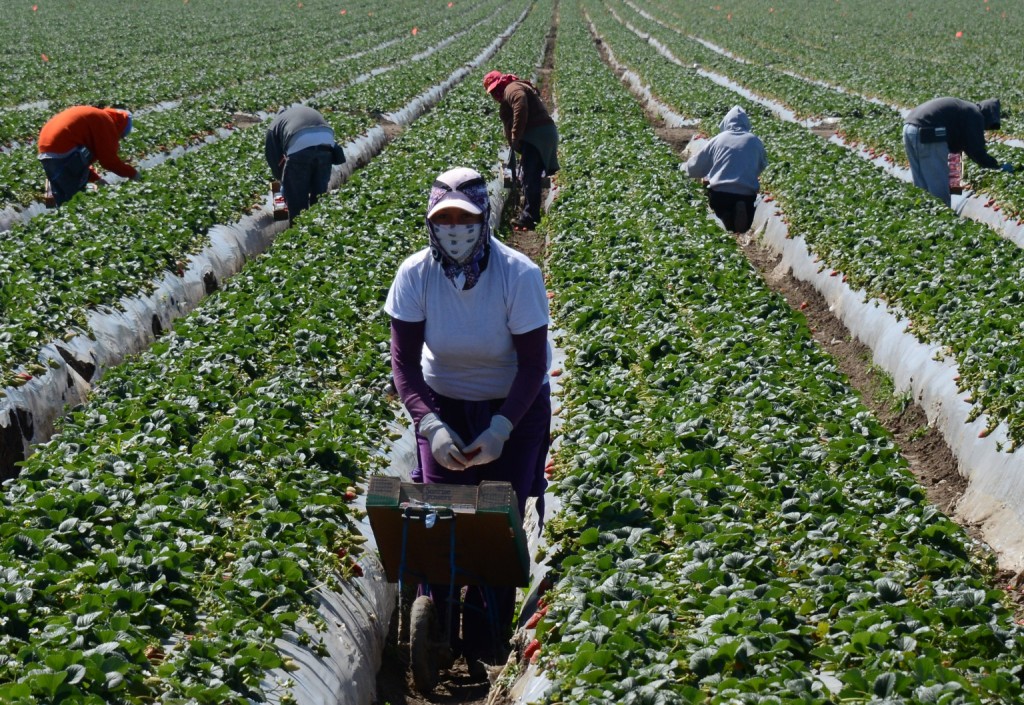 Migrant workers harvest strawberries at a farm March 13, 2013 near Oxnard, California. A mess with no easy fix: American crops going unpicked -- it's backbreaking work Americans won't touch -- and poor migrants in need of work are shying away for fear of being abused. AFP PHOTO/JOE KLAMAR (Photo credit should read JOE KLAMAR/AFP/Getty Images)