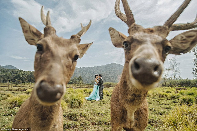 Bức ảnh đám cưới này do Hội quốc tế nhiếp ảnh gia đám cưới chuyên nghiệp phát đi.