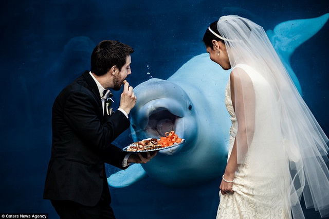 Con cá heo Beluga có vẻ quan tâm đến dĩa thức ăn khai vị của đôi đám cưới này.