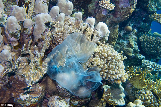Rác nhựa được tìm thấy khắp trái đất, trong đó có chiếc túi nhựa đang trùm lên san hô ở Ai Cập. Ảnh: DM