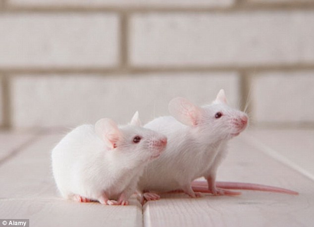 Một enzyme quan trọng là CBP từng có liên quan đến việc huân luyện và trí nhớ ở chuột nhắt và bị đột biến trong các điều kiện nhận thức ở người.