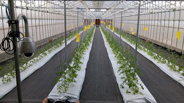 Bên trong khu vực nhà kính trồng cà chua của FPT và Fujitsu. Nguồn: FPT