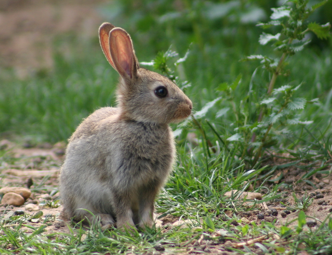 Những chú thỏ chọn cối xay gió là tổng hành dinh.