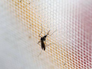 Cập nhật của tổ chức Y tế thế giới (WHO) ngày 5/3/3016 cho thấy Lào là nước mới nhất ghi nhận ca nhiễm Zika. Đây cũng là ca bệnh đầu tiên ở Lào và Lào đã trở thành quốc gia 41 trong danh sách các nước có virus Zika kể từ đầu năm đến nay.