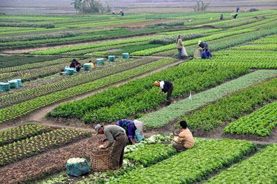 Agriculture_in_Vietnam