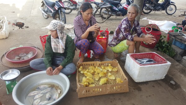 Chợ cá Cửa Tùng hè 2016, biển đói cá, người đói cá- Ảnh: Hồ Trần
