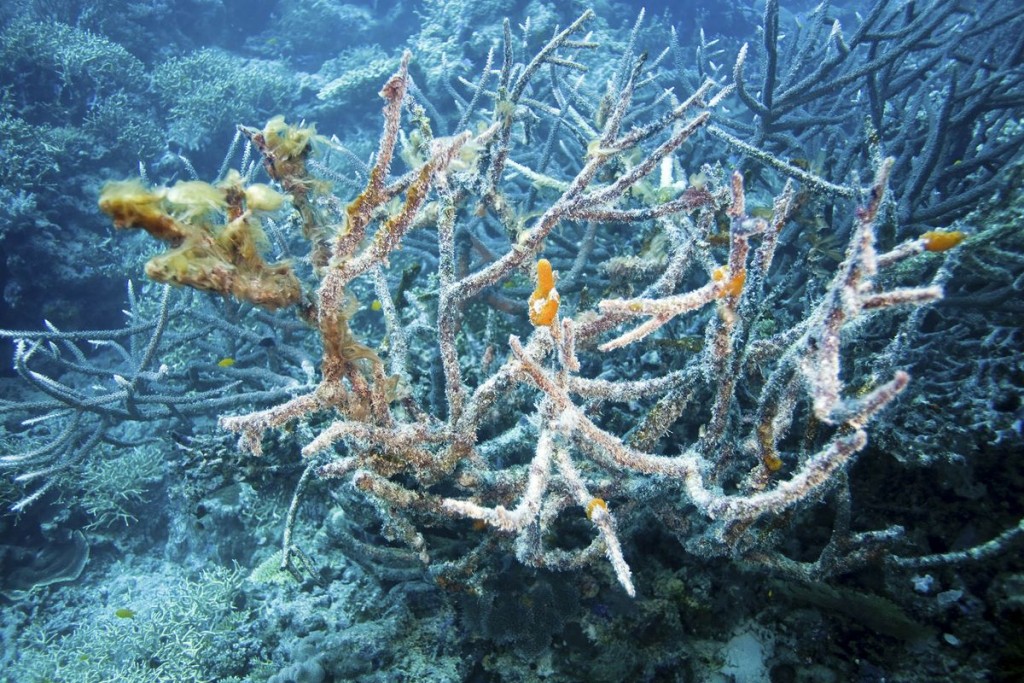 Các vùng nước ấm lên đang tẩy trắng các vỉa san hô, trong khi các chất thải từ đất liền như phân bón hóa học đang gây hại cho môi trường nước.
