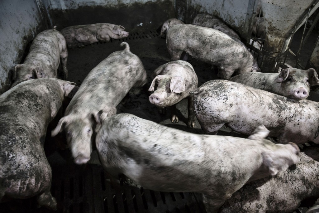 Adult pigs are held in a pig pen at the Jiahua Pig Farm in Tongxiang, China, on Thursday, Sept. 15, 2016. Photographer: Qilai Shen/BloombergYoung piglets are held in a pig pen at the Jiahua Pig Farm in Tongxiang, China, on Thursday, Sept. 15, 2016. Photographer: Qilai Shen/Bloomberg