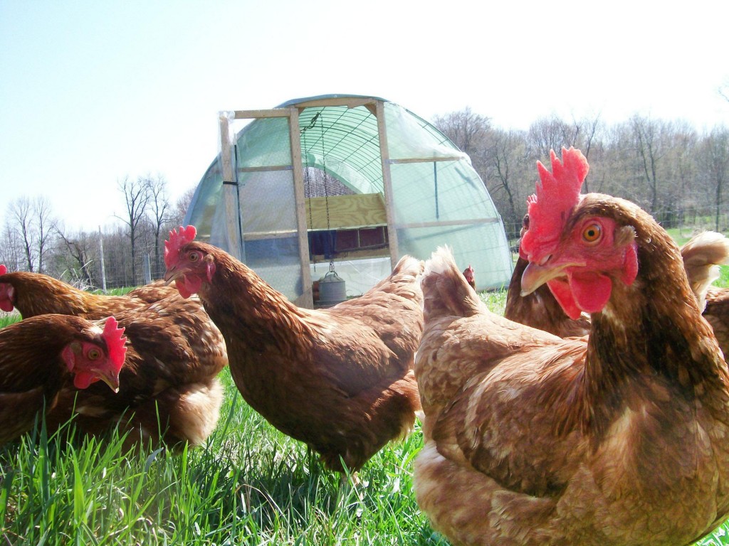 Chickens, eggs, and more are available from High Meadow Farm, an organic family farm near Johnson Creek, operated by Mike Kelly; his wife, Meg; and their son, Matt. HIGH MEADOW FARM