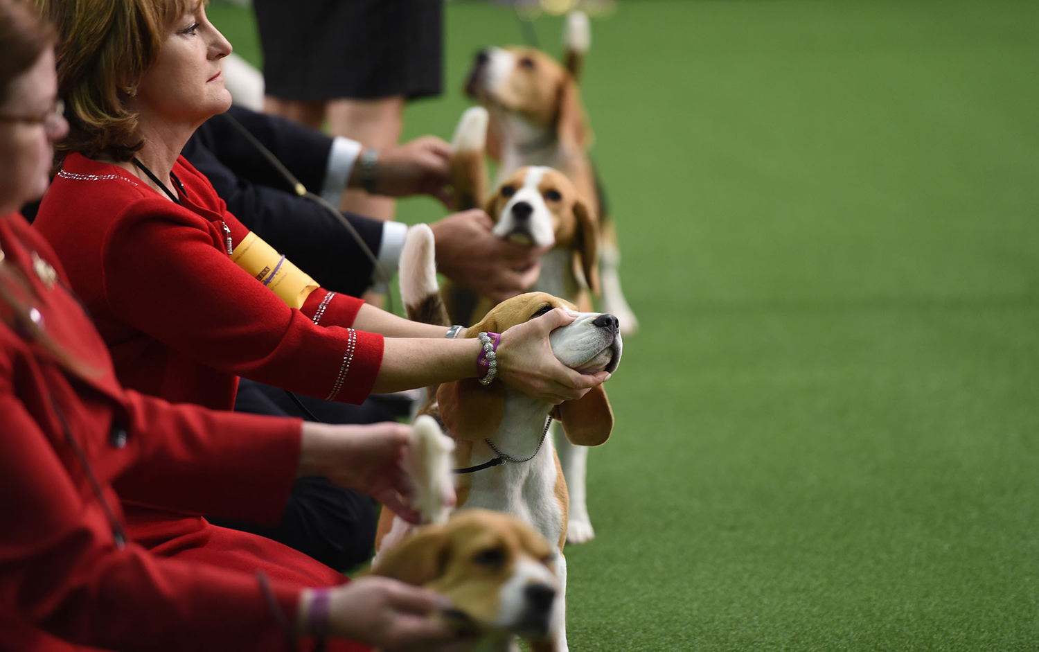12. Những con Beagle xếp hàng trong khu vực giám khảo này thứ nhất của cuộc tranh tài 13.2.