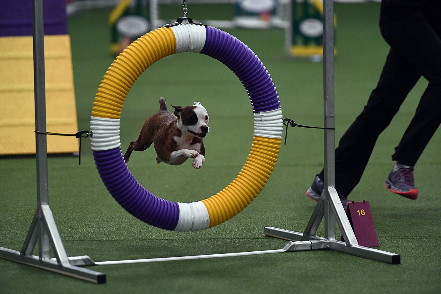29. Một con chó tranh tài ở kỳ vô địch thứ tư hàng năm Masters Agility hôm 11.2 tại New York.
