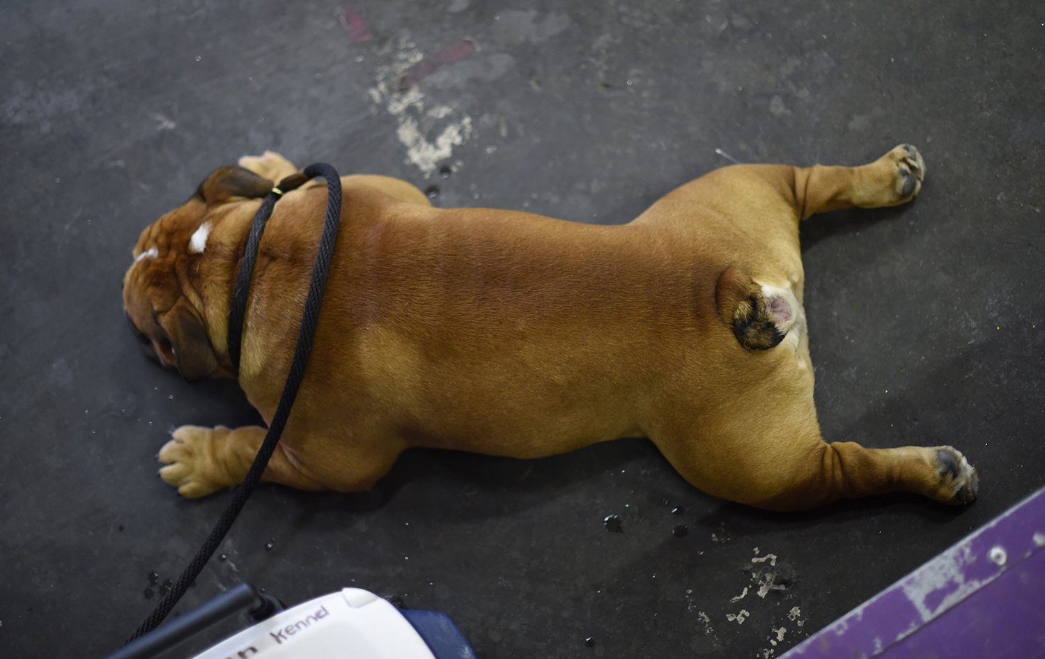 8. Một con Bulldog trong khu vực chuẩn bị dự thi ngày thứ nhất.