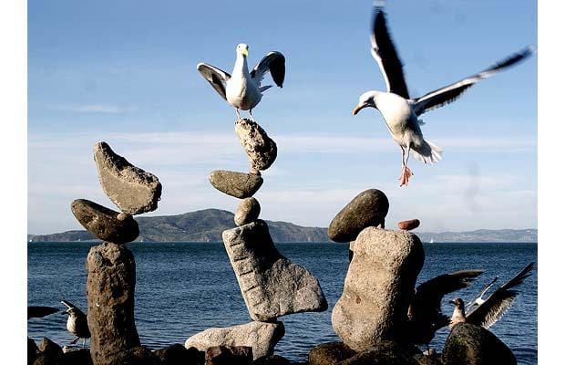 Bất chấp dáng vẻ loạng choạng của các tháp đá được sắp xếp cẩn thận, những con chim ở biển hoàn toàn tin tưởng vào sự ổn định của các tháp đá ấy, nên chúng xem như là chỗ đậu, thường làm sập tháp đá.