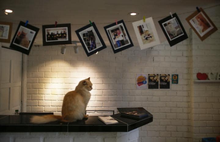 Một con mèo đang chờ tại quầy lễ tân ở Catzonia, khách sạn năm sao cho mèo đầu tiên trên thế giới. Ảnh: TL