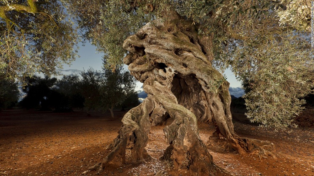 Vùng đồng bẳng Montsìa miền nam Catalonia là nơi sinh trưởng của nhiều cây ô liu ngàn năm nhất thế giới.