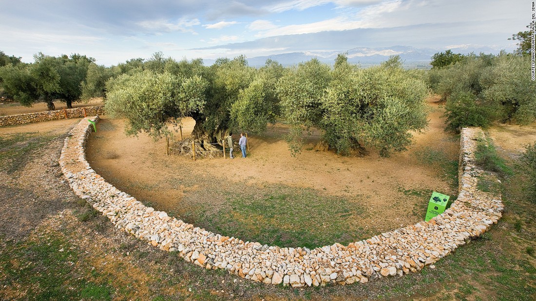 Cây ô liu Farga de l'Arión 1.700 tuổi được một hàng rào thấp bảo vệ.