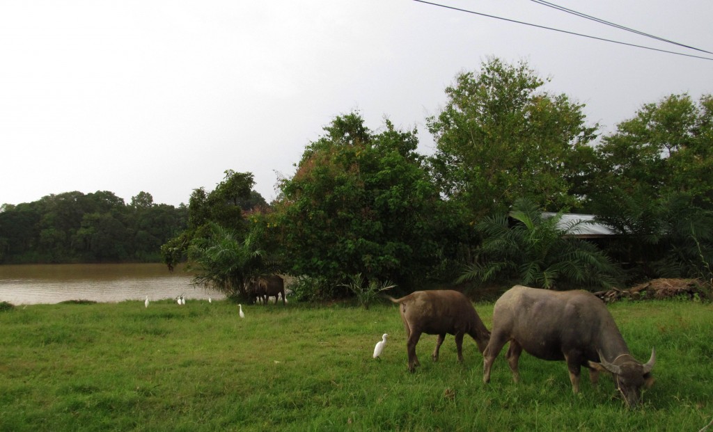 1a. Chiều quê êm đềm Sukau với đàn trâu lũ cò bên dòng Kinatabangan.
