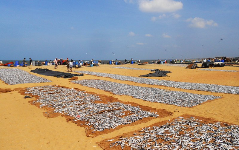 1a. Bãi biển - sân phơi, nét đẹp lạ dung dị của cát vàng biển xanh Negombo.