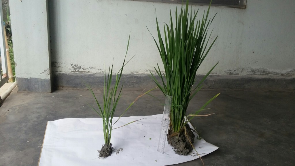 52859-rice-plants-after-31-days-agr-1280x720