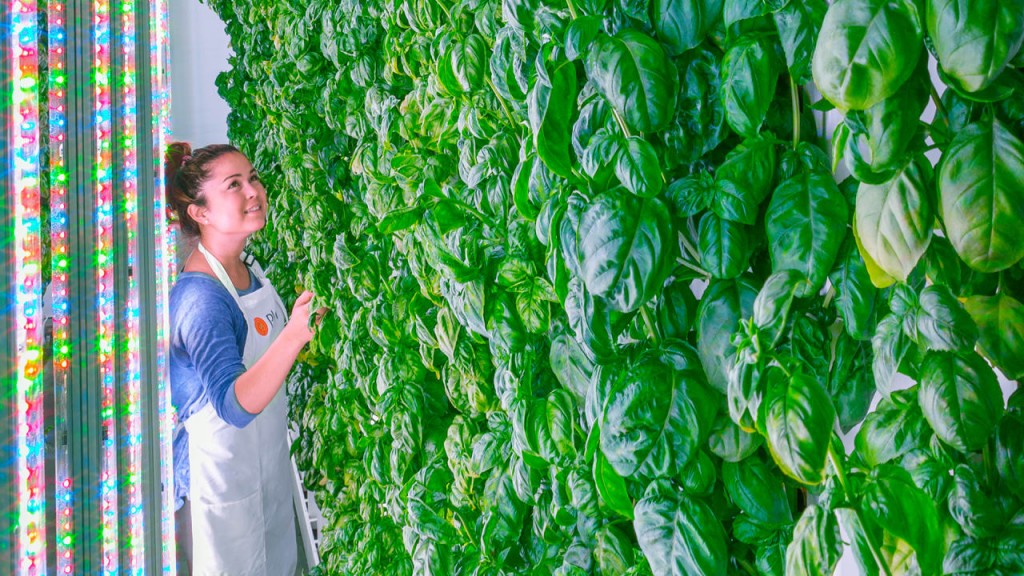 p-3-meet-the-silicon-valley-vertical-farming-startup-that-plans-to-grow-you-better-kale
