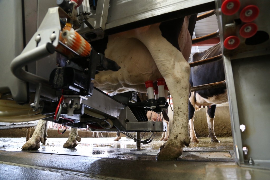milking robot