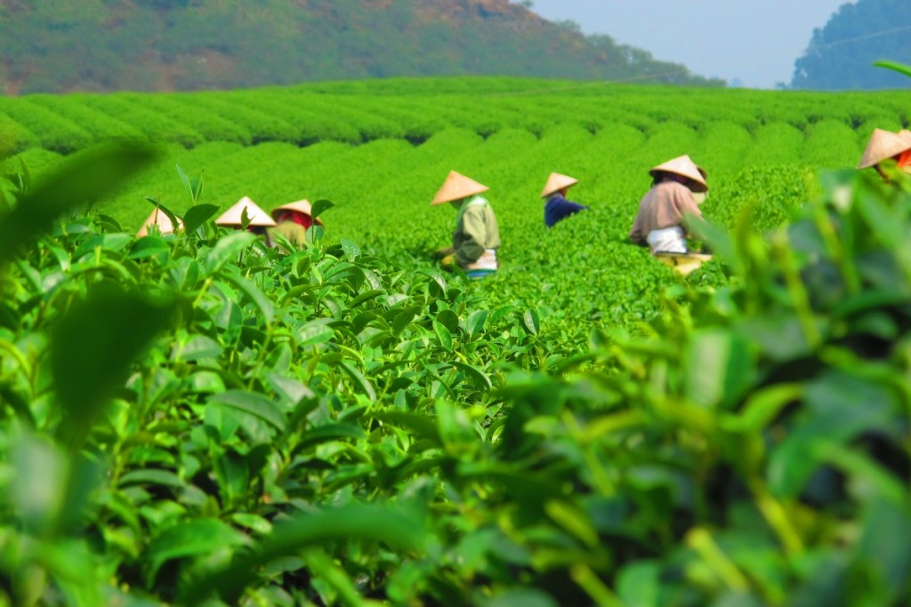 tea_plantation_harvest_crop_field_workers_picking_harvester-1285572