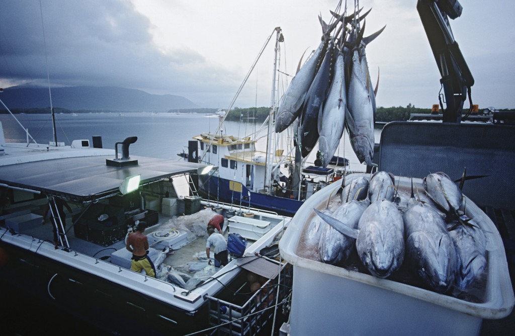 Tuna fish in container on fishing boat, dawn, Cairns, Australia