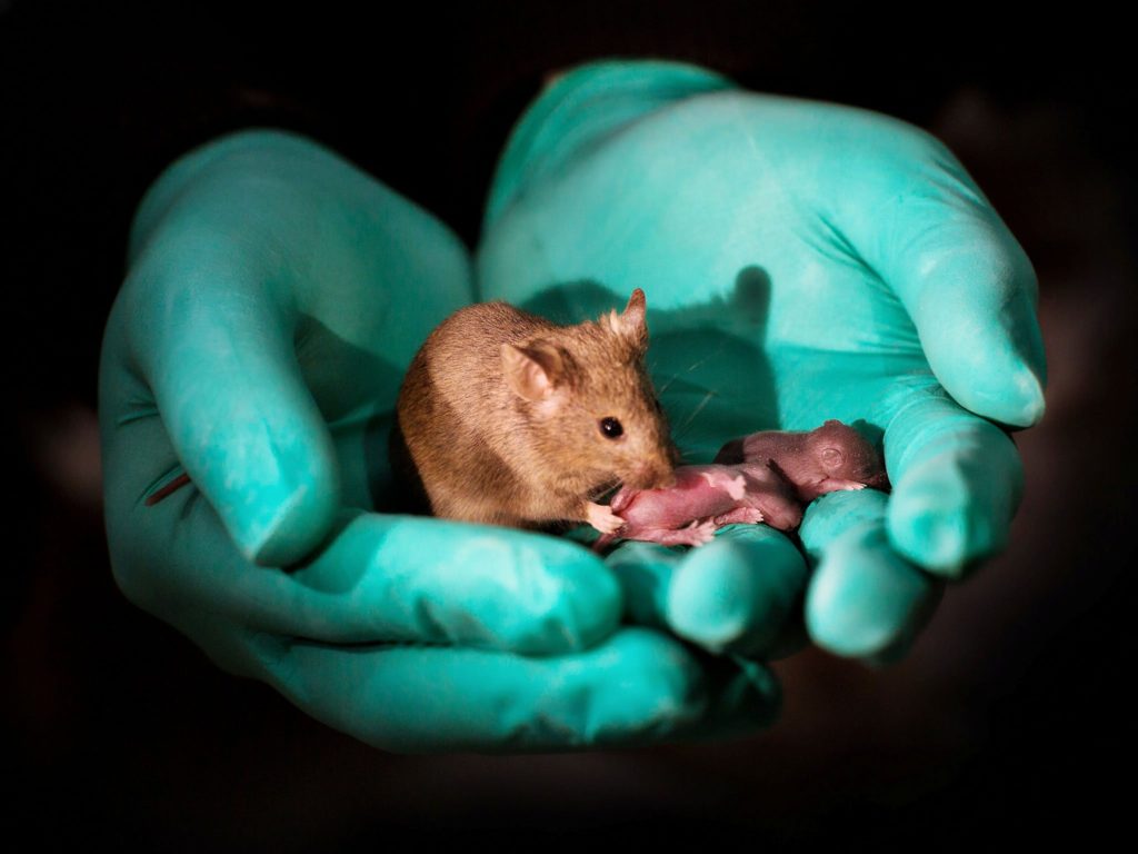Bằng một giải pháp mới về chỉnh sửa gien, các nhà khoa học Trung Quốc đã tạo ra được chuột con lành lặn, khỏe mạnh từ hai… chuột mẹ. Đây được xem là một thách thức về quy luật sinh sản ở loài có vú.