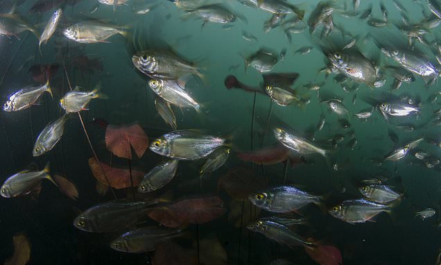 Nghiên cứu hai loài cá tetra Mexico, TS Mathilda Mommersteeg, đại học Oxford (Anh), đã phát hiện hai gien giúp cá tự chữa lành sẹo trong tim, từ đó mở ra khả năng điều trị triệt để những bệnh nhân sống sót sau nhồi máu cơ tim.